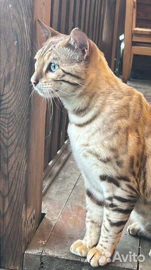 Бенгальский кот вязка