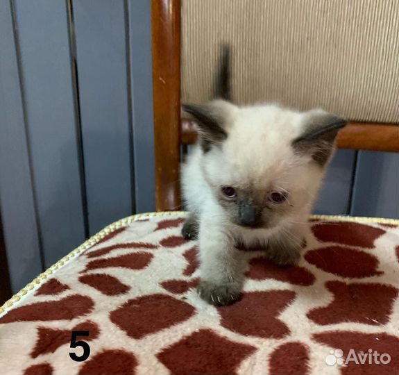 Котятя Милые Тайцы