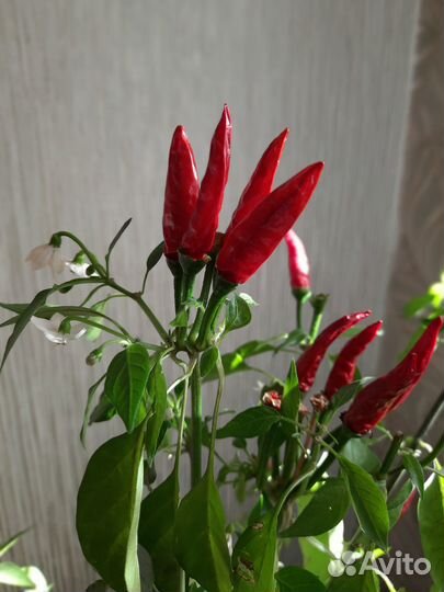 Семена перчика