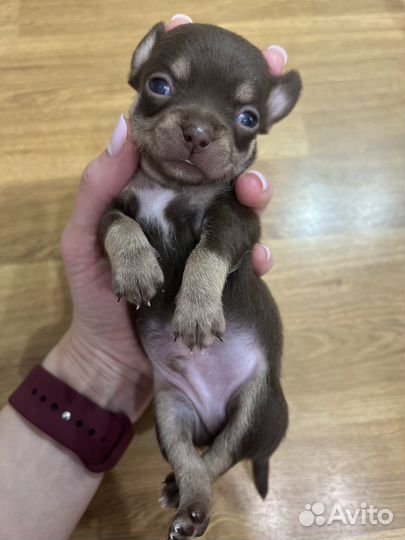 Щенки чихуахуа