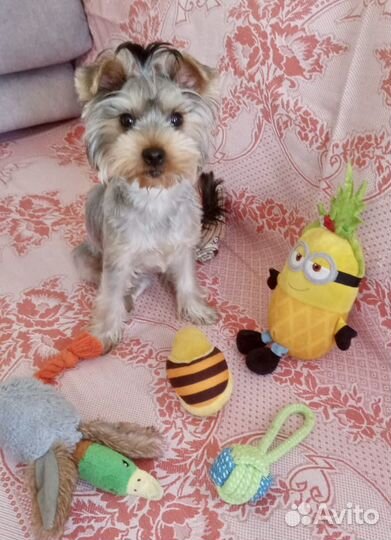 Йоркширский терьер