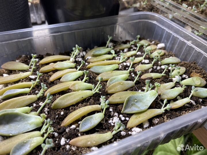 Суккуленты ростки