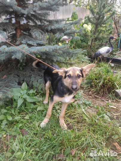 Собака в добрые руки