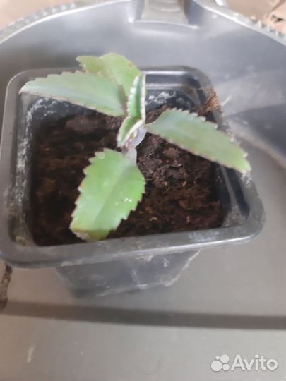 Каланхоэ лечебное продам
