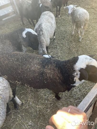 Бараны дорпер