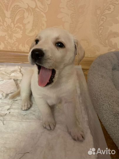 Щенки лабрадора