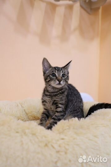 Котенок девочка