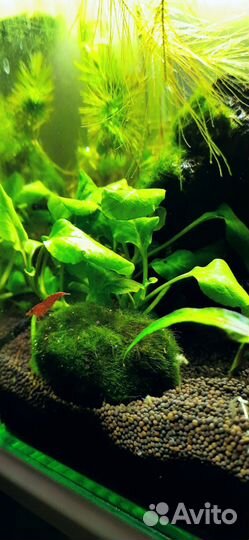Аквариум куб