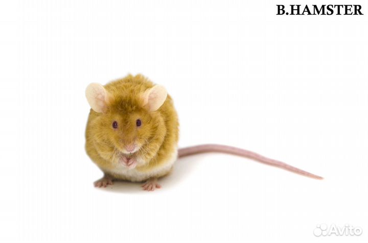 Декоративные мыши