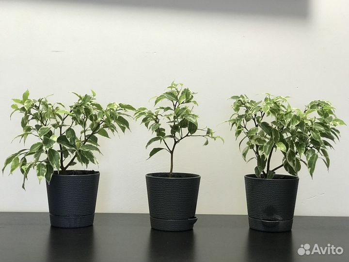 Фикус Бенджамина пестролистный Кирки