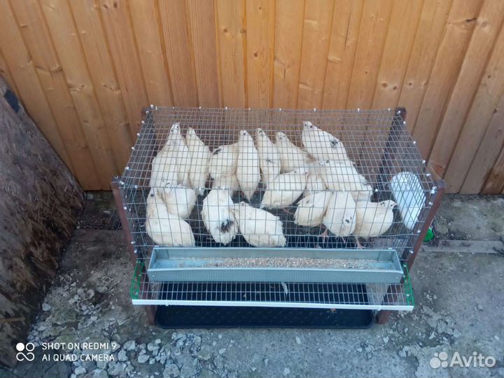 Клетки для перепелов