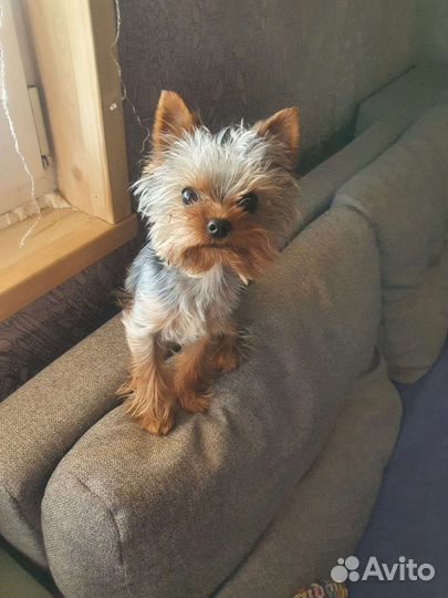 Йоркширский терьер вязка мальчик