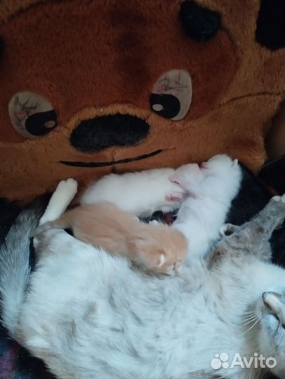 Котята в добрые руки