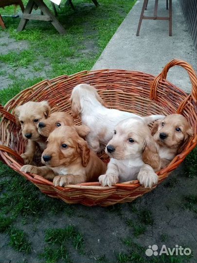 Щенки кокер спаниеля