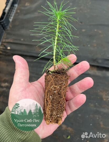 Зкс Сосна сеянцы Ели Лиственницы окс Голуб Горная