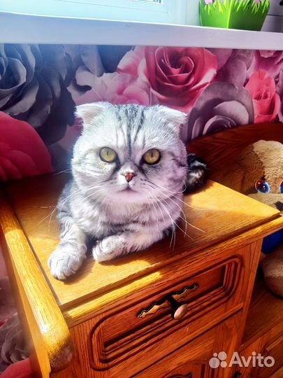 Шотландский кот вязка