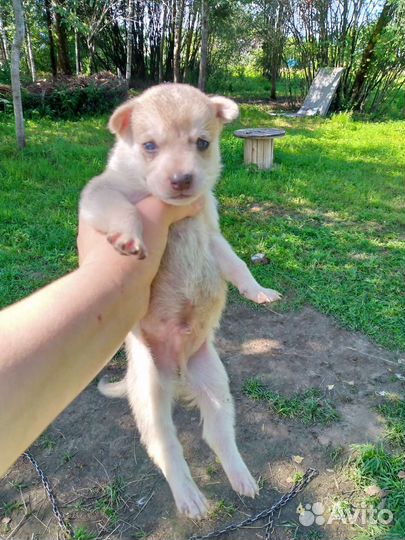 Щенки хаски бесплатно