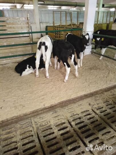 Телята бычки