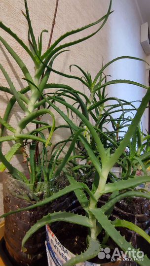 Алоэ взрослый. Старше 5 лет