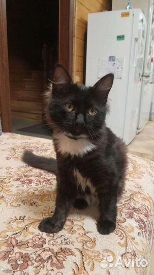 Котенок в добрые руки