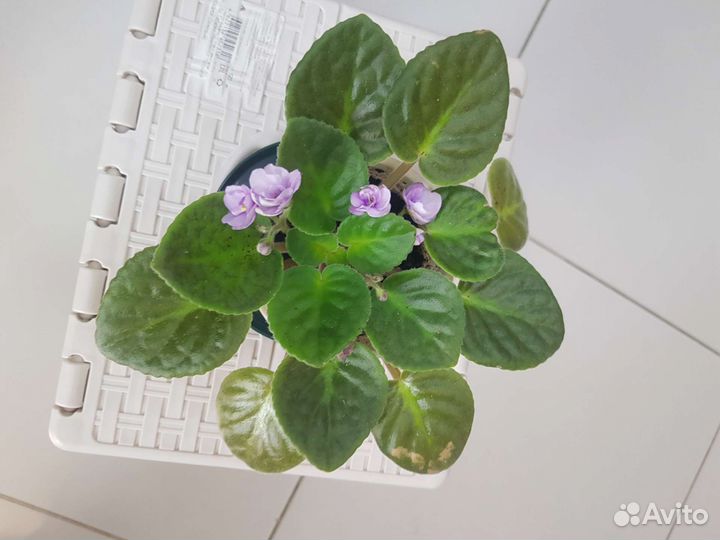 Фиалка в горшках