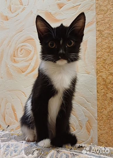 Кошечка Ника
