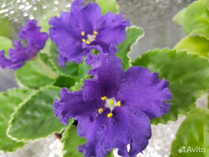 Фиалки сортовые детки