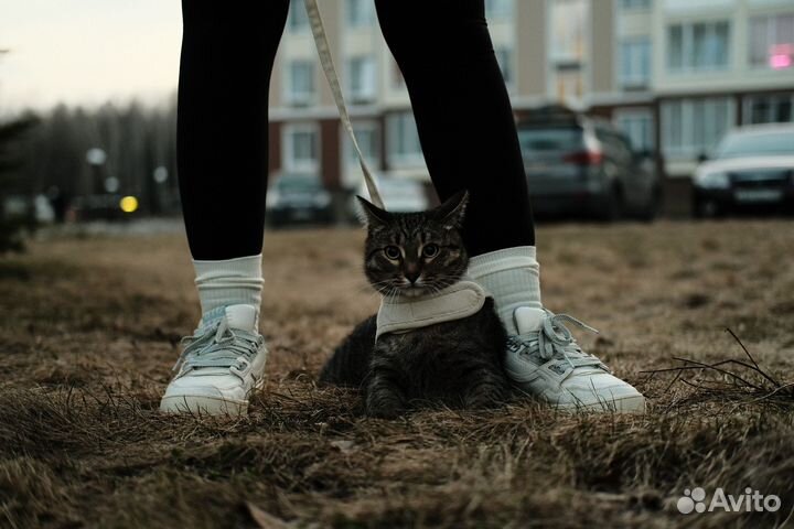 Домашняя передержка кошек и других животных