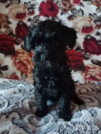 Щенки йоркипу