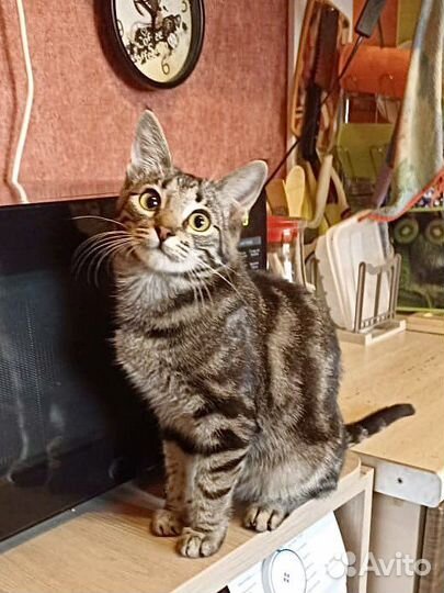 Котенок в добрые руки