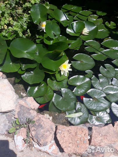 Карась Комета