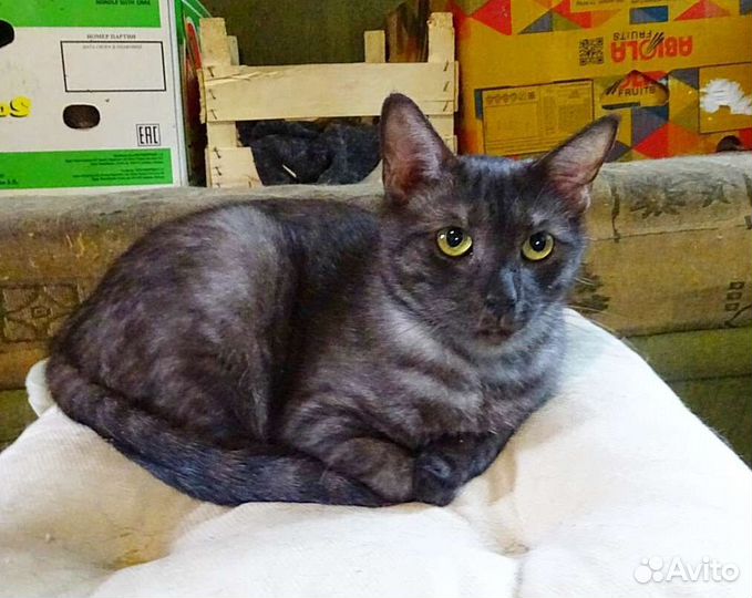 Русский мраморный Сильвер