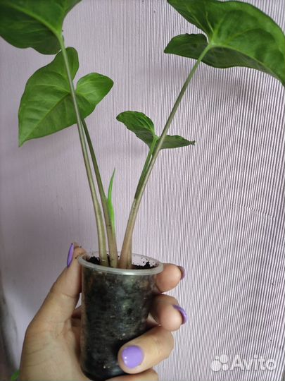 Сингониумы