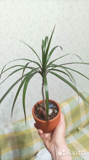 Драцена маргината