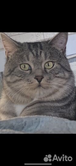 Курильский бобтейл