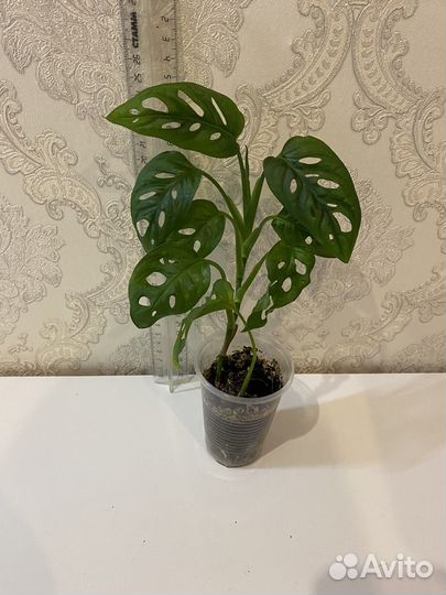 Монстера адансона