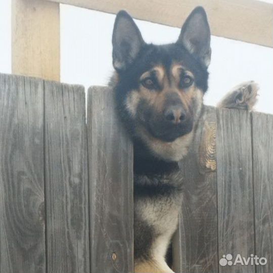 Активный пес