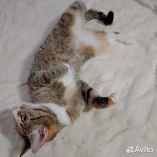 Кошка в дар бесплатно