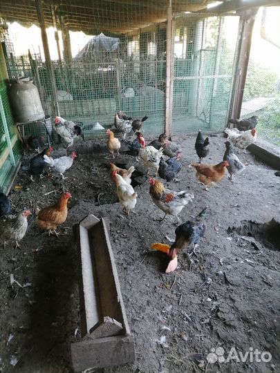 Куры и молодки