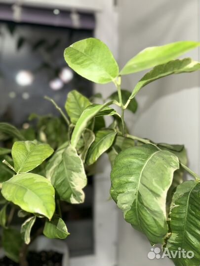 Лимон вариегатный