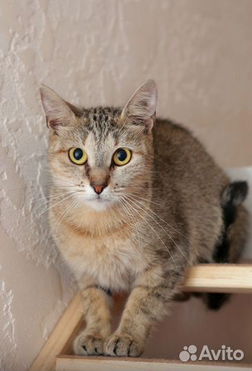 Кошка в добрые руки