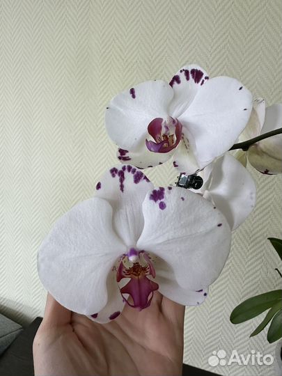 Орхидея фаленопсис