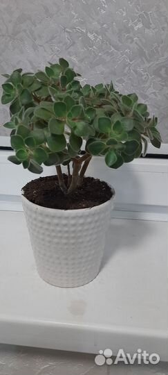 Аихризон-дерево любви или цветок счастья