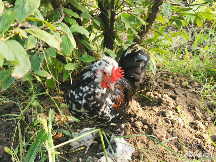 Декоративные карликовые куры