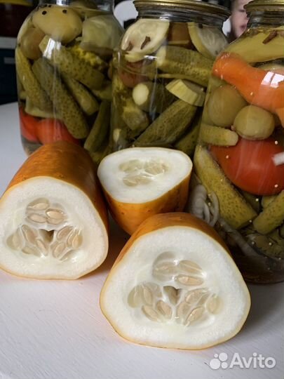 Семена огурцов из СССР