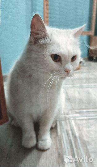 Шотландская кошечка
