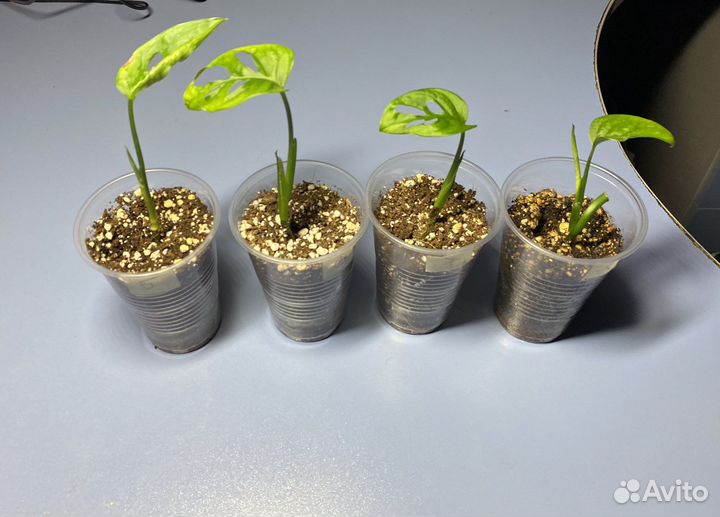 Монстера манки лиф