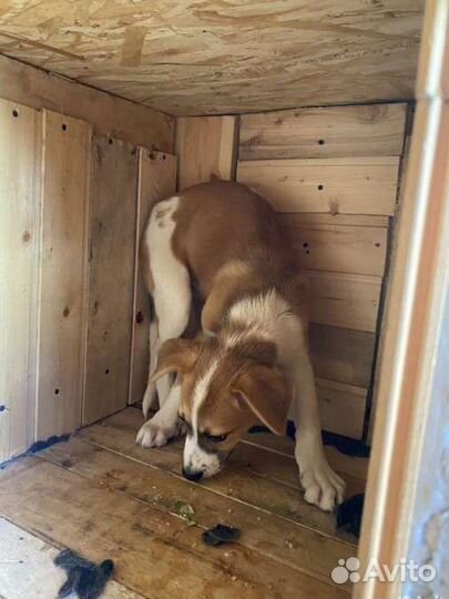 Нашли щенка, мальчик 4мес, в добрые руки