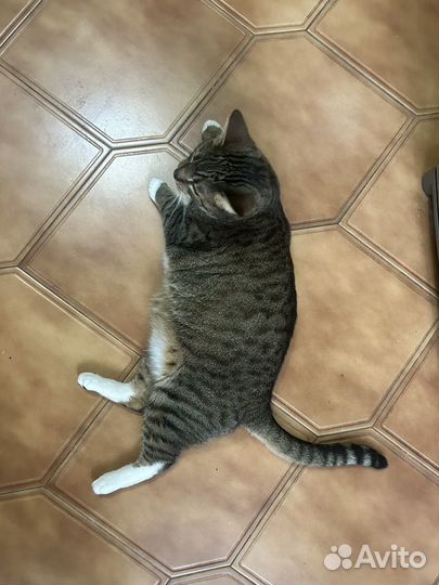 Кот в добрые руки