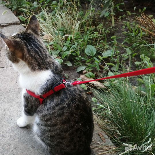 Шлейка с поводком для собак и кошек